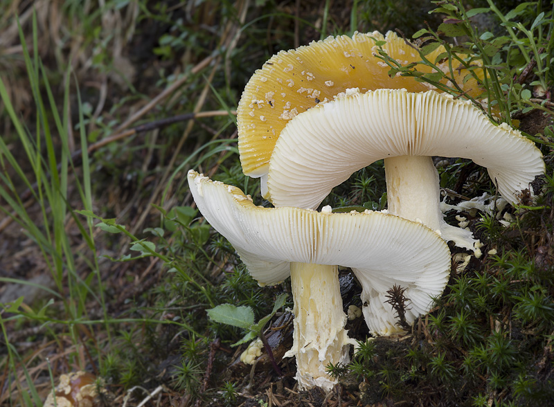 Amanita muscaria var. regalis